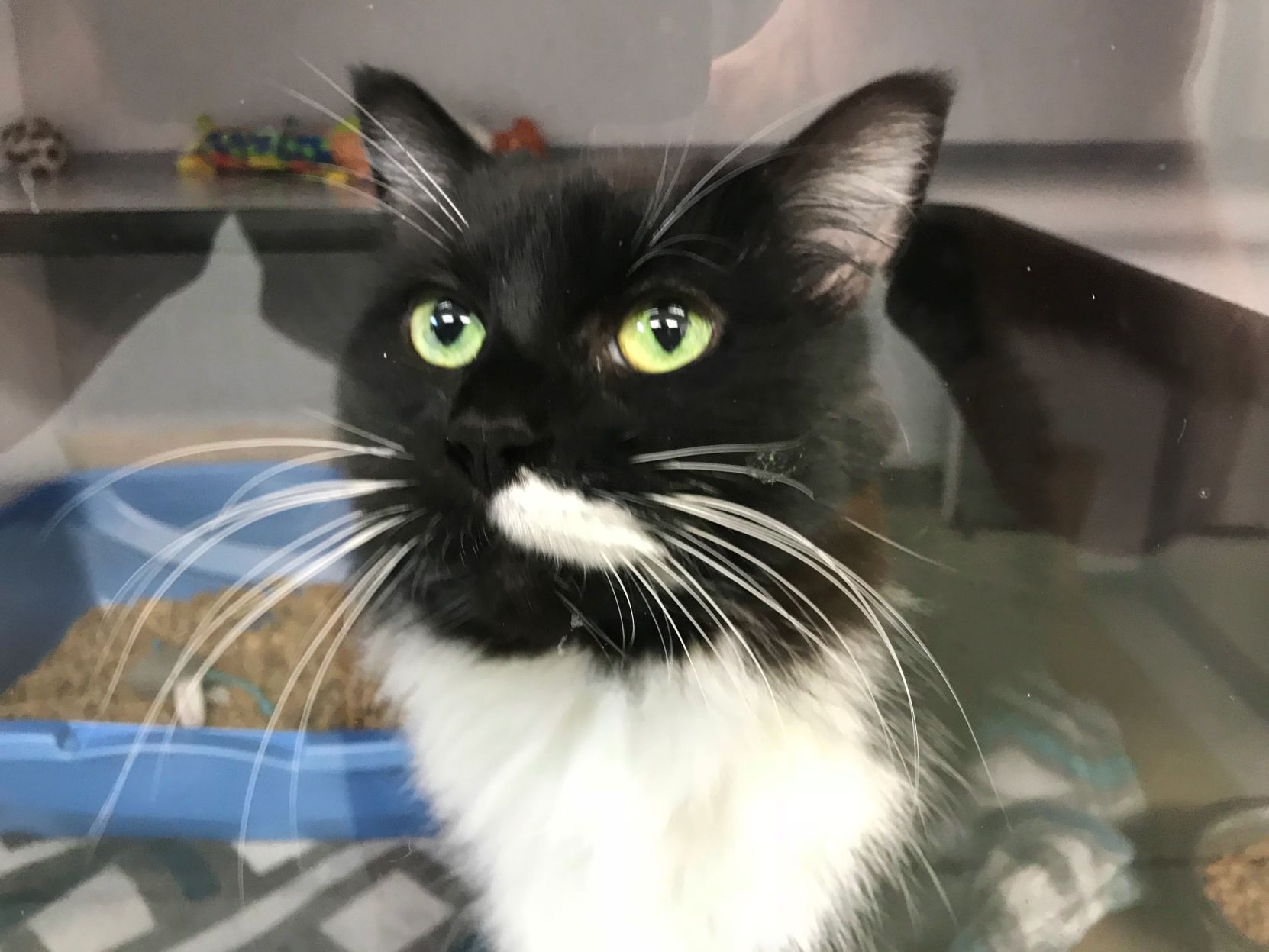 Animal shelter encouraging locals to adopt adult cats